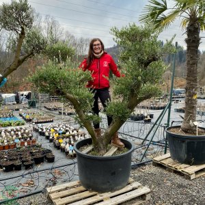 Olivovník európsky (Olea europaea)  - výška: 180-200 cm, kont. C285L - POMPONS (-12°C)